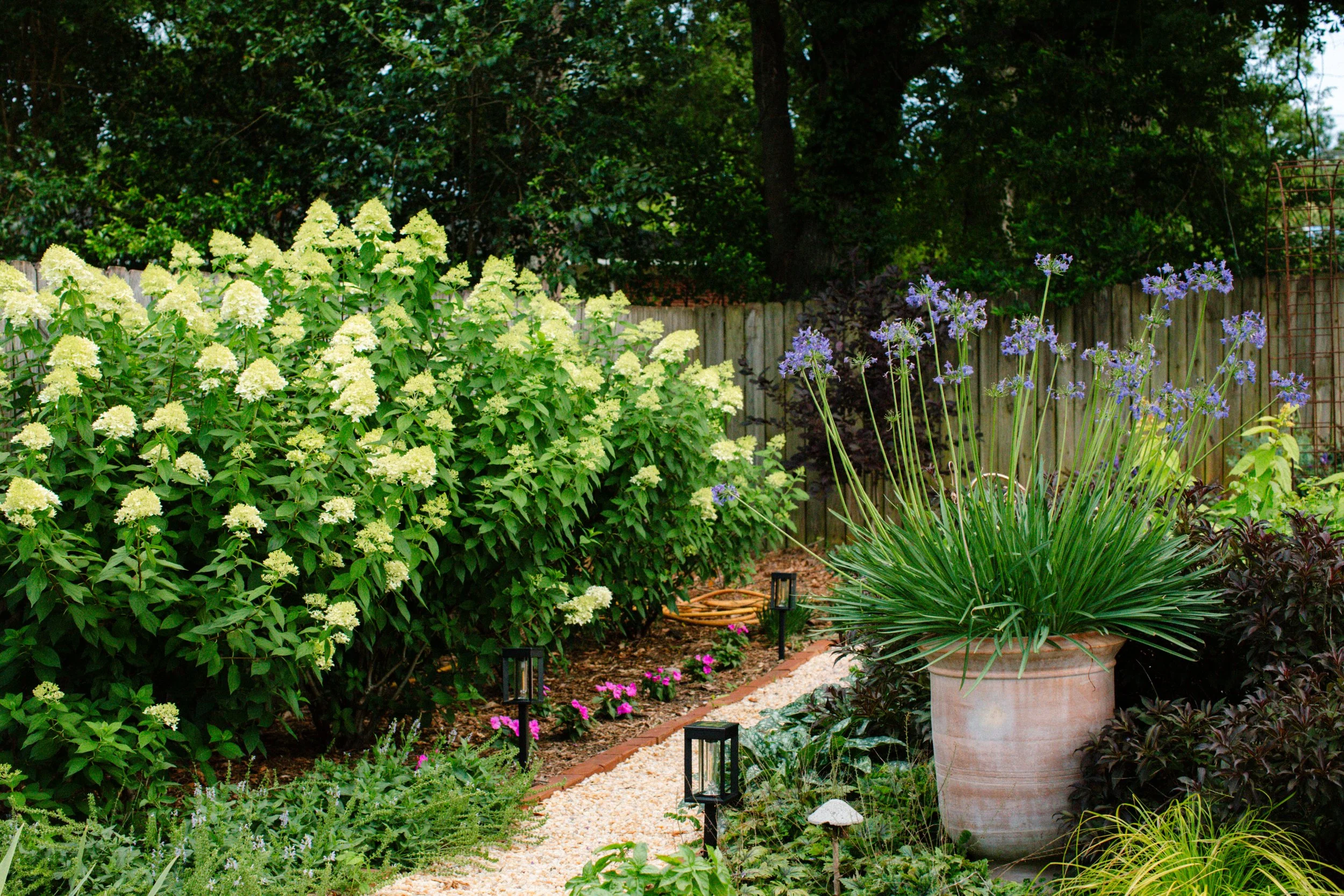 A gravel path between limelight hydrangeas and agapanthus