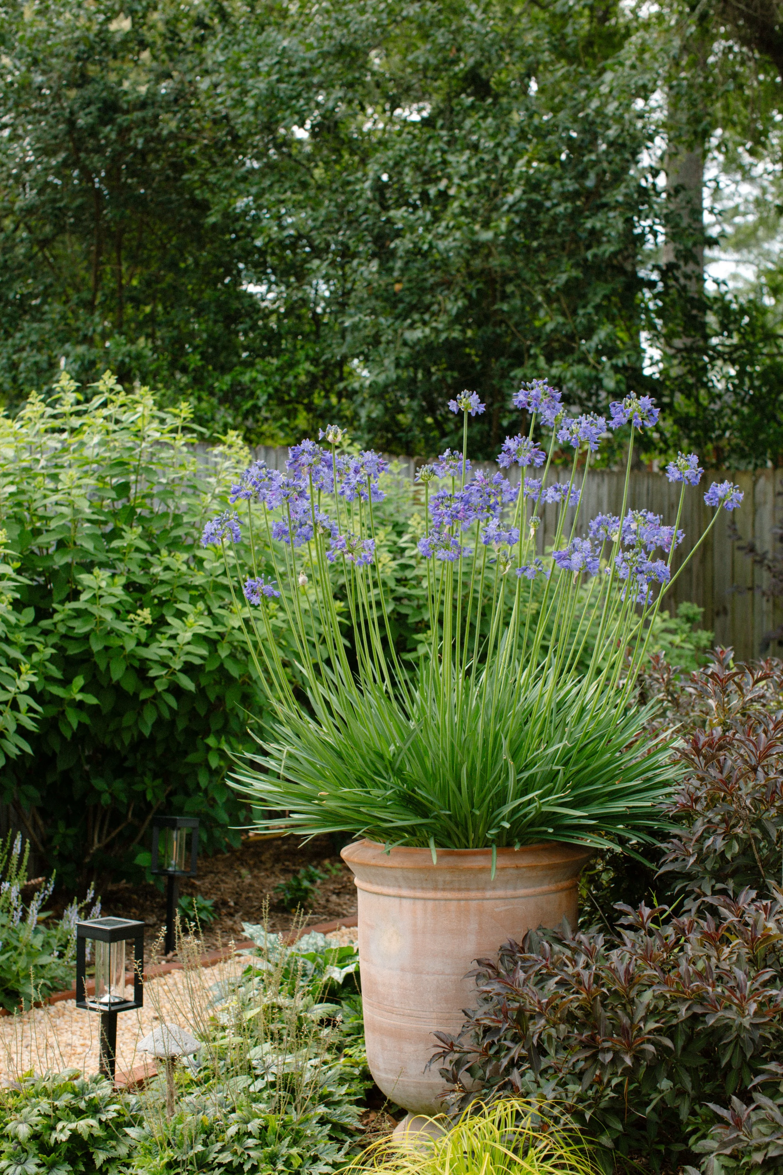 Agapanthus in a terracotta container within a layered garden bed